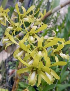 Dendrobium calophyllum