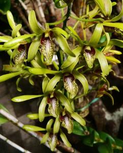 Dendrobium calophyllum