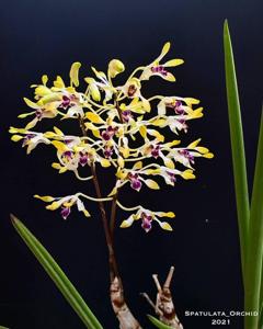 Dendrobium canaliculatum