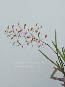 Dendrobium canaliculatum var. nigrescens