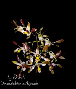 Dendrobium canaliculatum