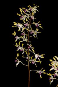 Dendrobium canaliculatum