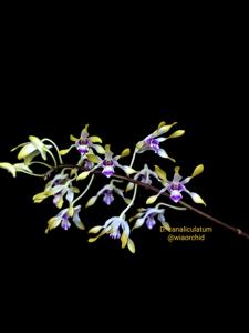 Dendrobium canaliculatum