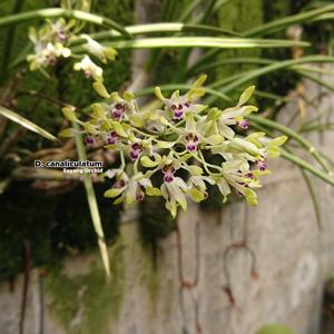 Dendrobium canaliculatum