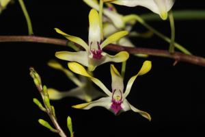 Dendrobium canaliculatum