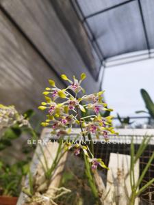 Dendrobium canaliculatum