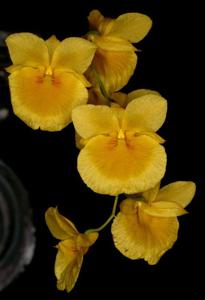 Dendrobium capillipes