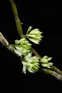 Dendrobium capituliflorum