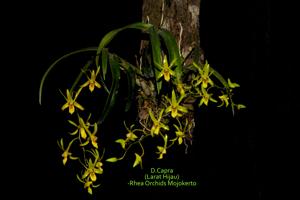 Dendrobium capra