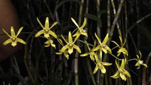 Dendrobium capra