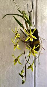 Dendrobium capra