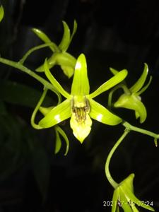 Dendrobium capra