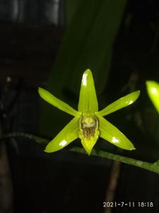 Dendrobium capra