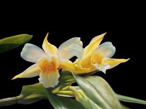 Dendrobium cariniferum