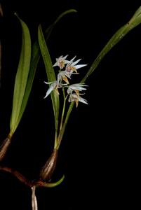 Dendrobium carrii