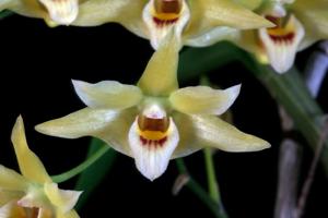 Dendrobium moniliforme