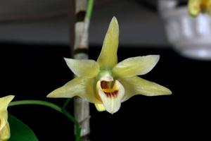 Dendrobium moniliforme