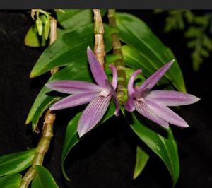 Dendrobium ceraula