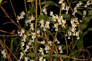 Dendrobium chalmersii