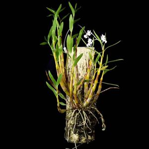 Dendrobium chalmersii