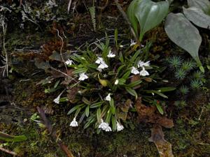 Dendrobium chionanthum