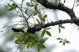 Dendrobium christyanum