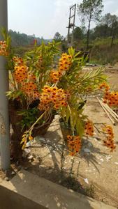 Dendrobium chryseum