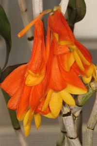 Dendrobium chrysopterum