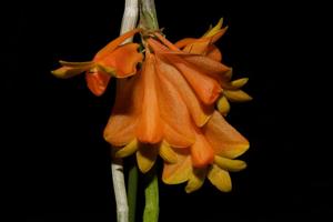 Dendrobium chrysopterum