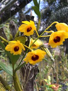 Dendrobium chrysotoxum