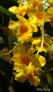 Dendrobium chrysotoxum