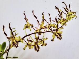 Dendrobium cochliodes