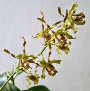 Dendrobium cochliodes