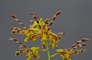 Dendrobium cochliodes