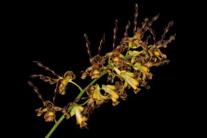 Dendrobium cochliodes