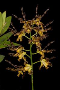 Dendrobium cochliodes