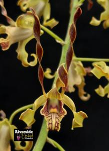 Dendrobium cochliodes