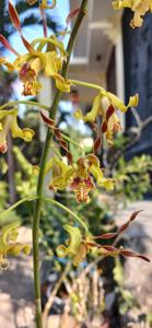 Dendrobium cochliodes