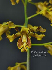 Dendrobium conanthum