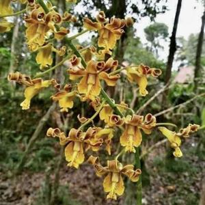 Dendrobium conanthum