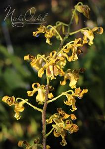 Dendrobium conanthum