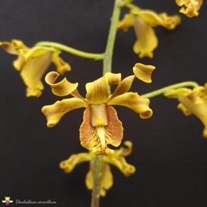 Dendrobium conanthum