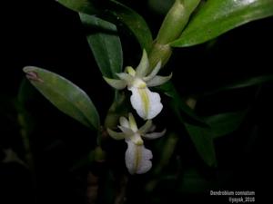 Dendrobium connatum
