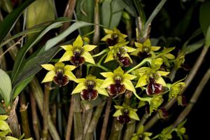 Dendrobium convolutum