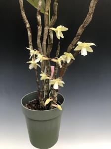 Dendrobium corallorhizon