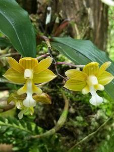 Dendrobium crabro