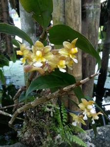 Dendrobium crabro