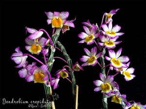 Dendrobium crepidatum