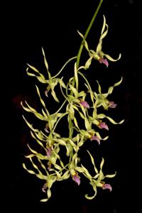 Dendrobium crispilinguum