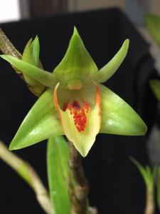 Dendrobium cruentum